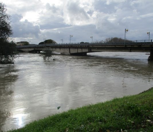 cuoio diego petrucci fratelli d'italia