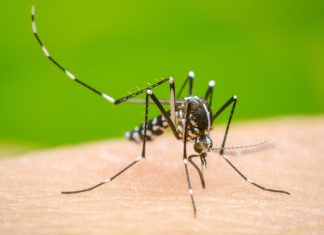 Dengue: “Giani ascolti il sindaco Conti. Serve un cambio di passo sul piano regionale”