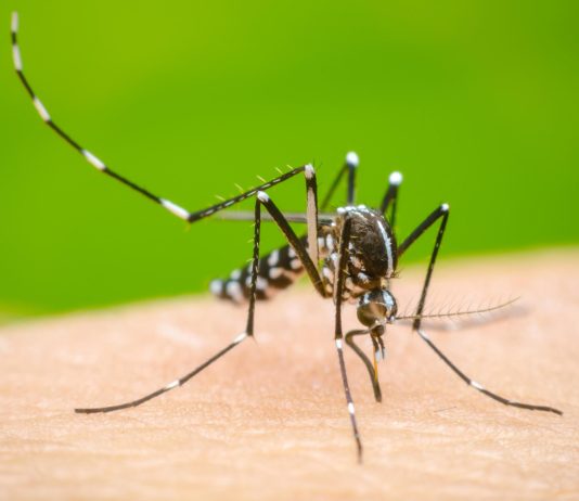 Dengue: “Giani ascolti il sindaco Conti. Serve un cambio di passo sul piano regionale”