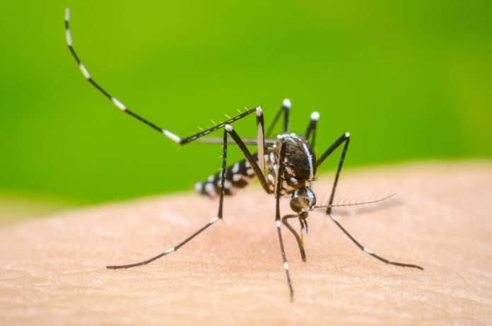 Dengue_share-scaled