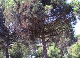 Ritardo inaccettabile della Regione Toscana sull’emergenza della cocciniglia, è a rischio il patrimonio arboreo del Parco di San Rossore