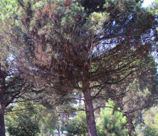 Ritardo inaccettabile della Regione Toscana sull’emergenza della cocciniglia, è a rischio il patrimonio arboreo del Parco di San Rossore