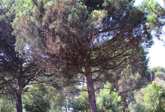 toumeyella_foto_pino_tirrenia-1000x675